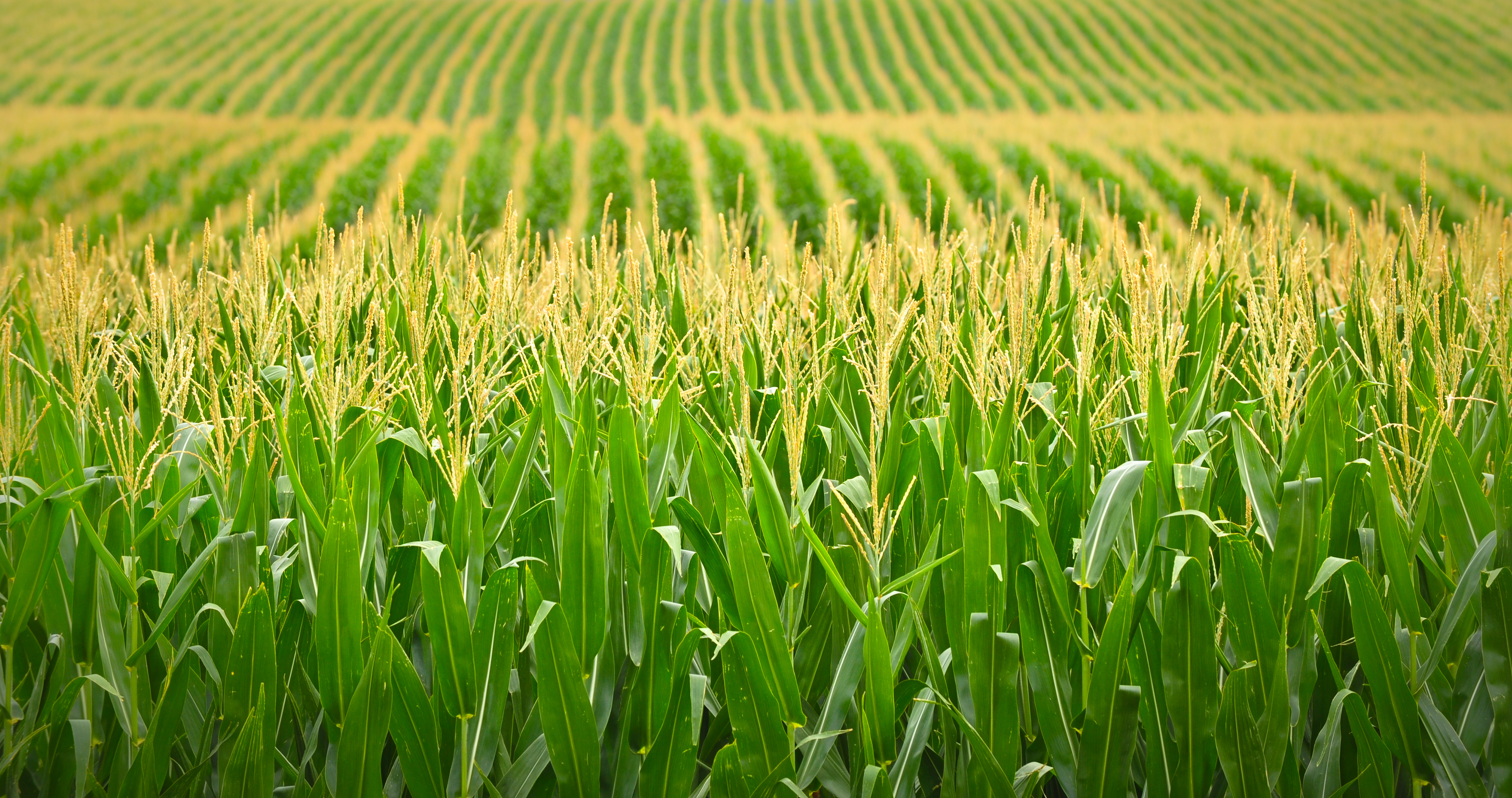 Three Scientists Weigh in on the Future of Agriculture ...
