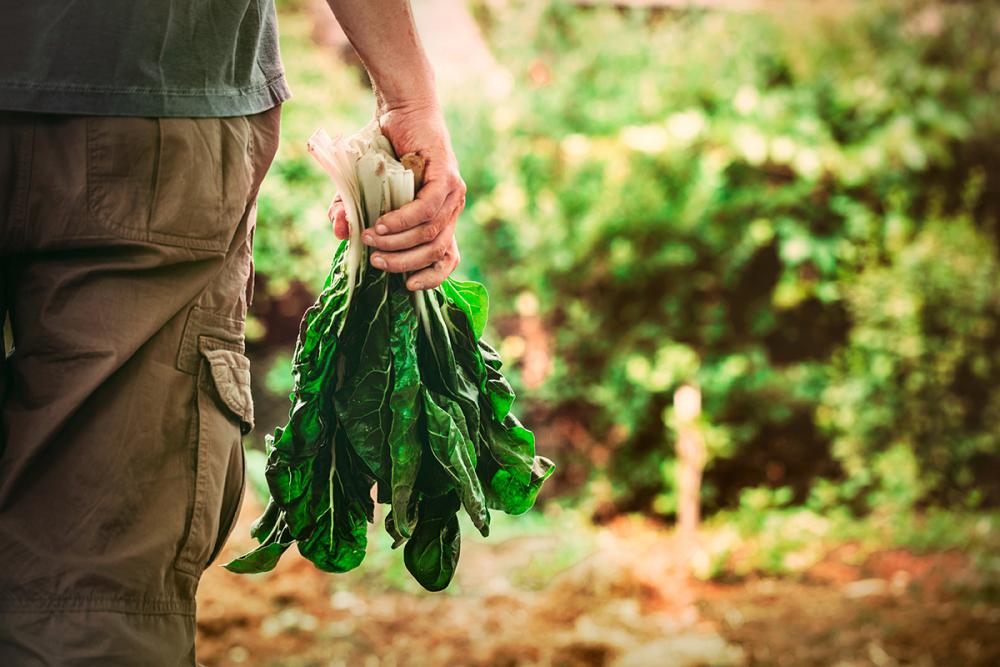 farmer-with-kale