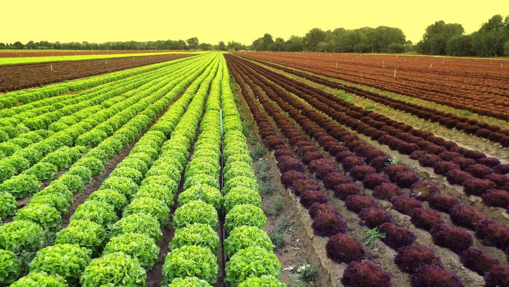 lettuce-field