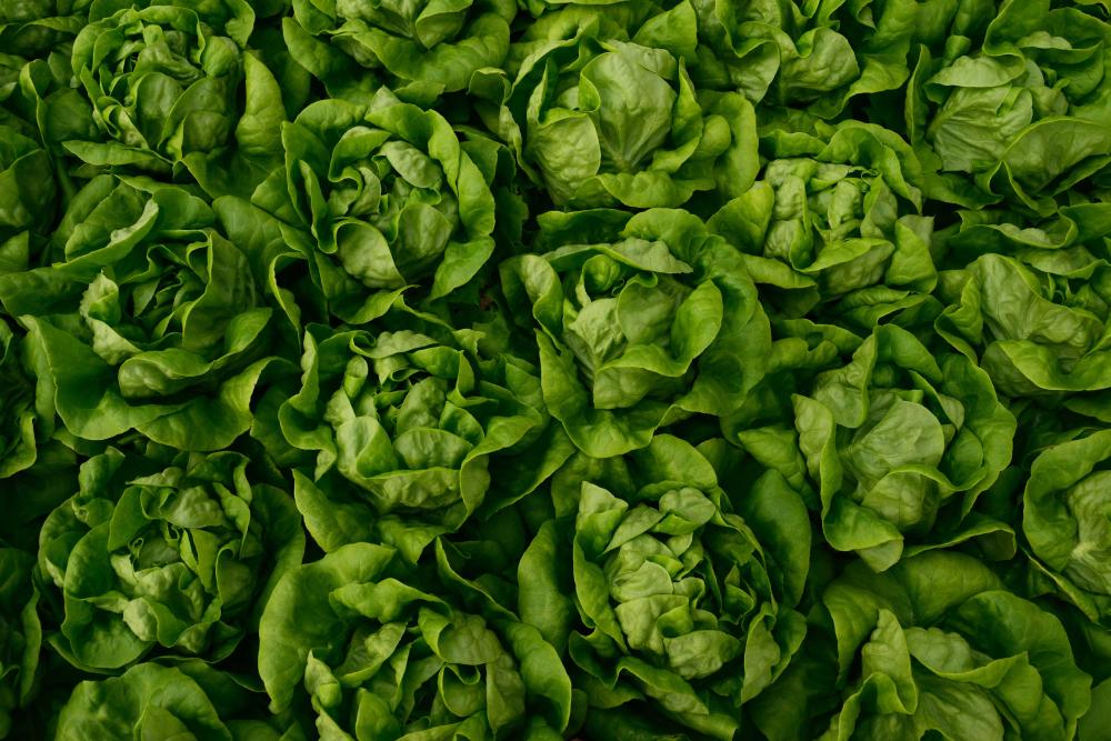 lettuce-heads