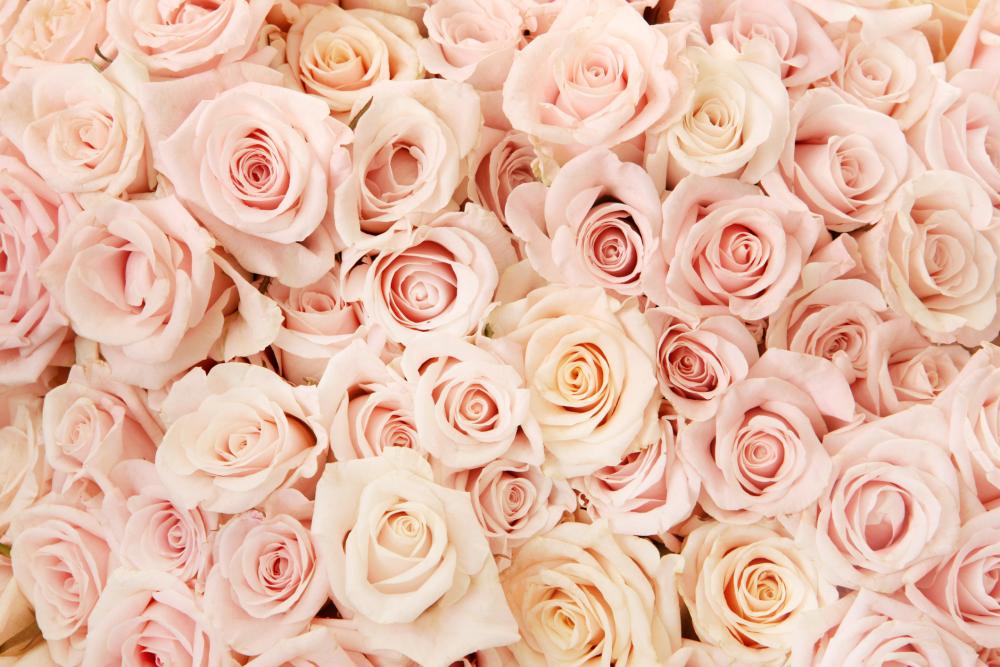 White Roses