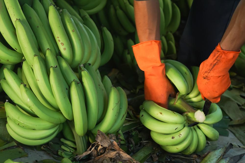 growing-bananas
