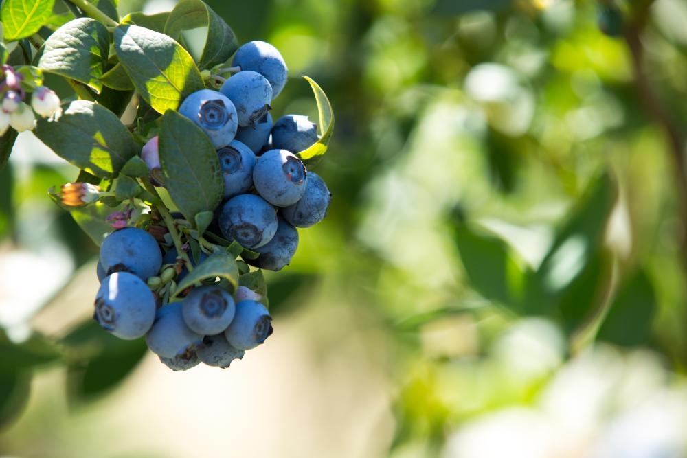 blueberry