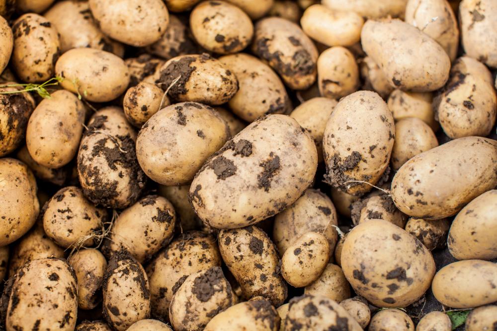 Harvested Young Fresh Potato In Wheelbarrow