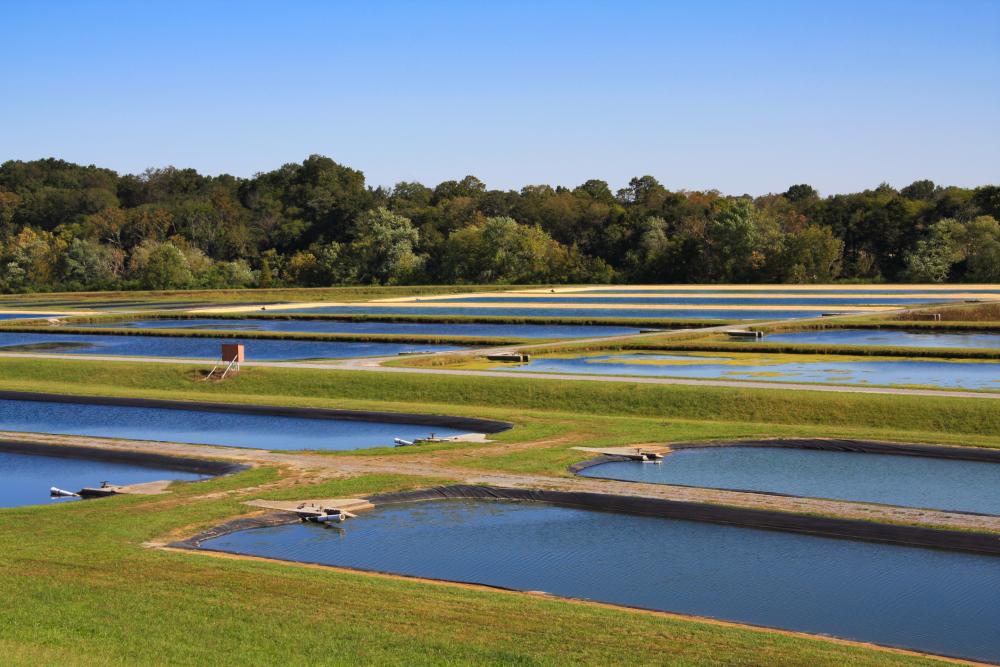 fish-hatchery