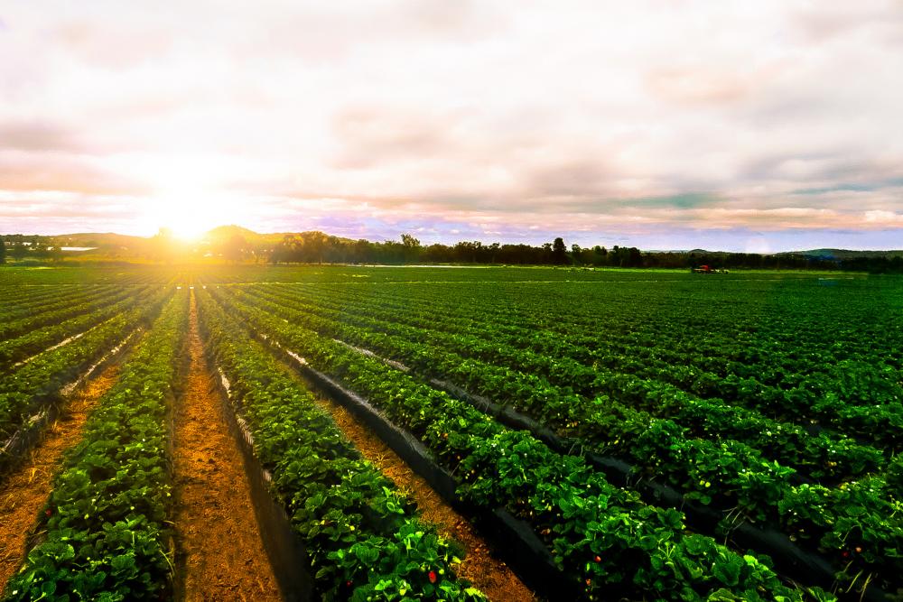 field-sunset