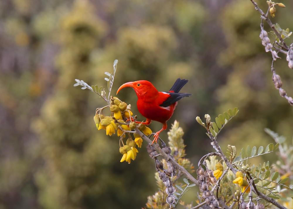 Scarlet Honeycreeper
