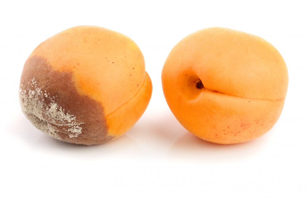 Brown rot in peaches