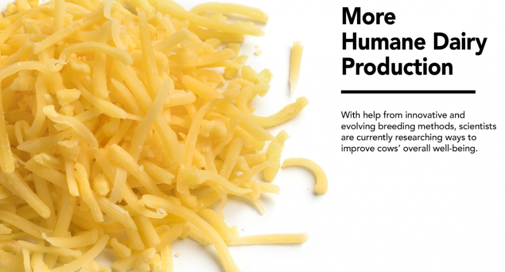 Infographic about humane dairy production