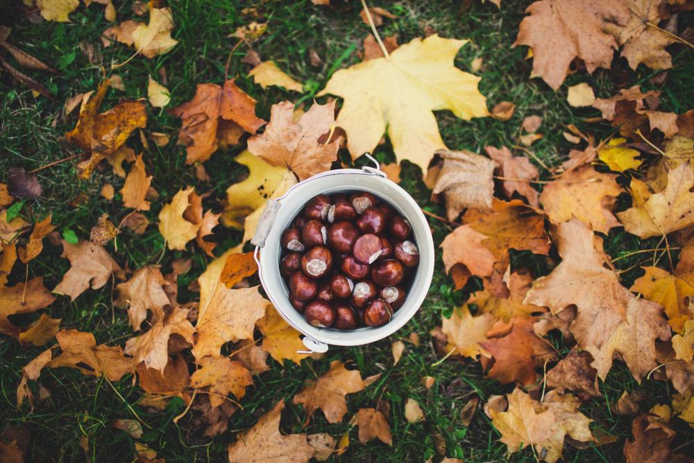 Chestnuts in a bowl atop grass and fall leaves 