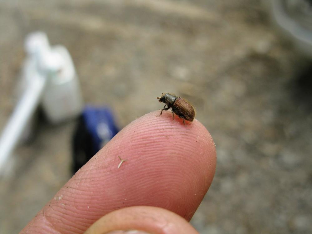 mountain pine beetle