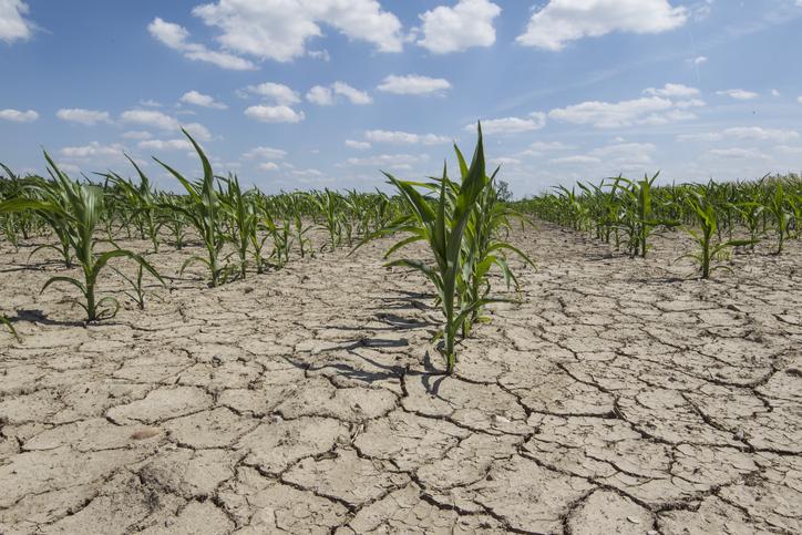 Gene editing could help crops survive climate change-driven increases in droughts.