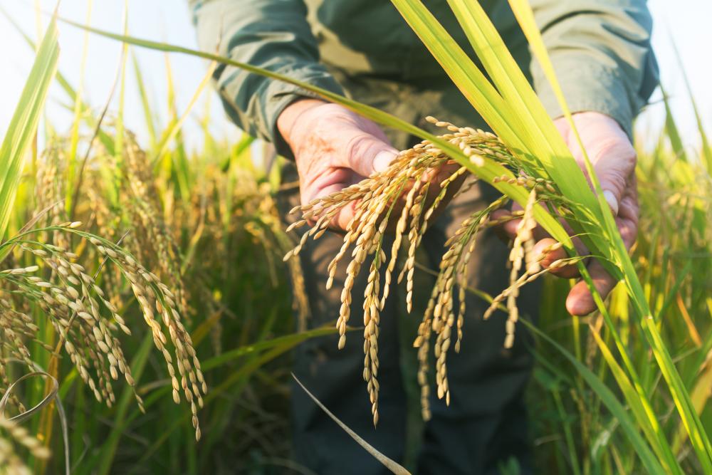 New plant-breeding technologies such as gene editing could contribute substantially to global food security.