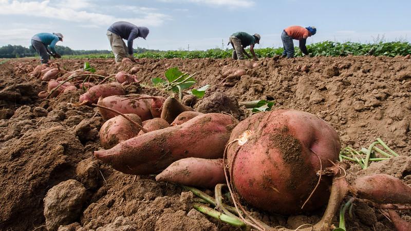 sweet potatoes gene editing