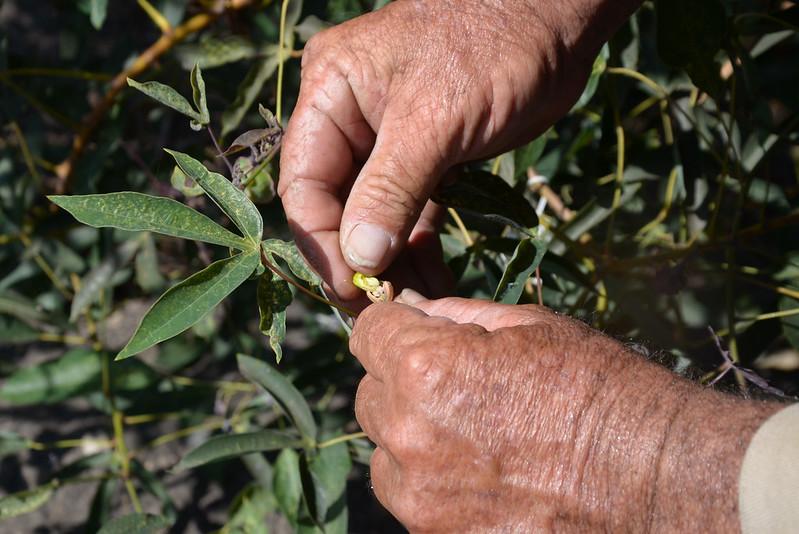 Cassava gene editing