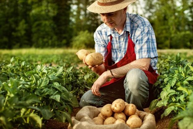 potatoes gene editing 