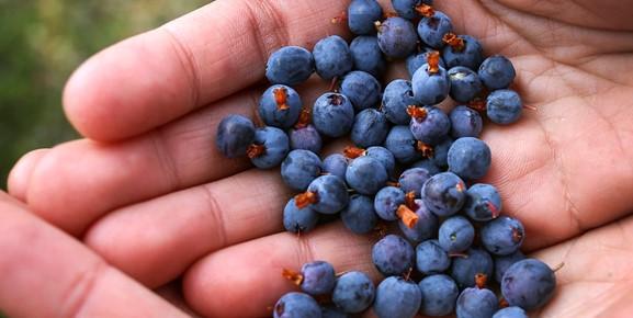 Breeding blueberries 