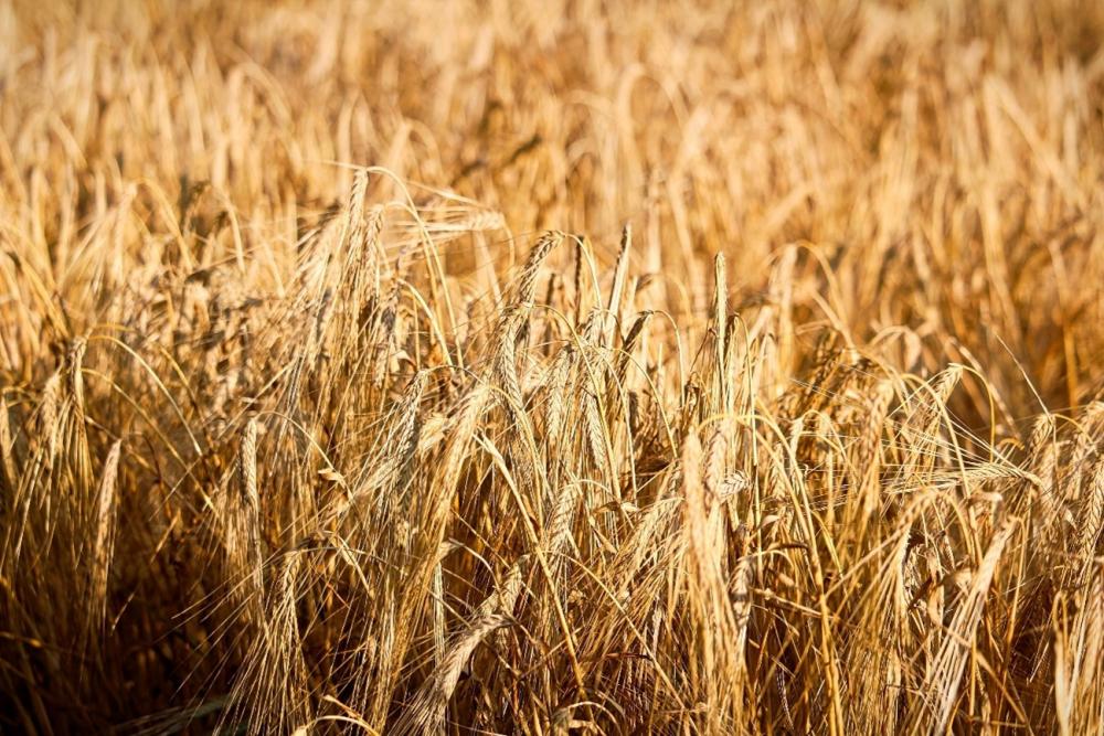 Wheat in field gene editing