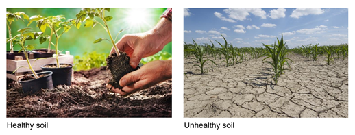 Healthy soil versus unhealthy soil