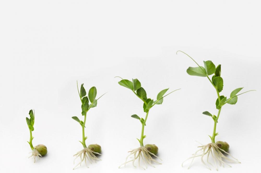 Plant roots soil health 