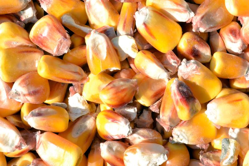 Dried Maize corn world population day