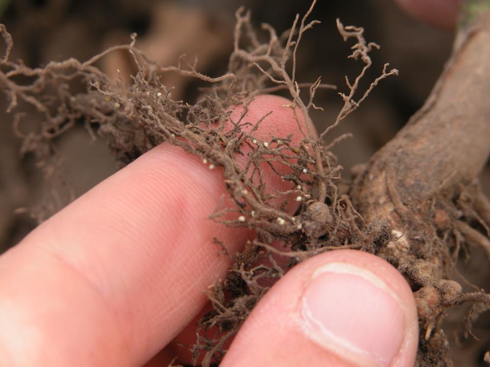 soybean cyst nematode infestations