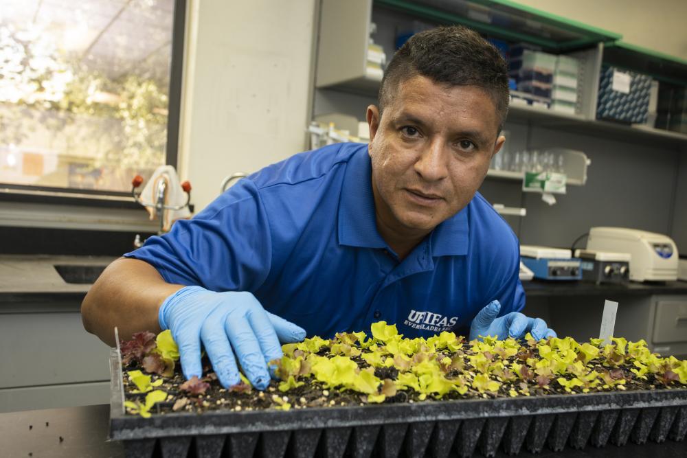 a man with a blue shirt and blue latex gloves bends over a tray of lettuce in a lab
