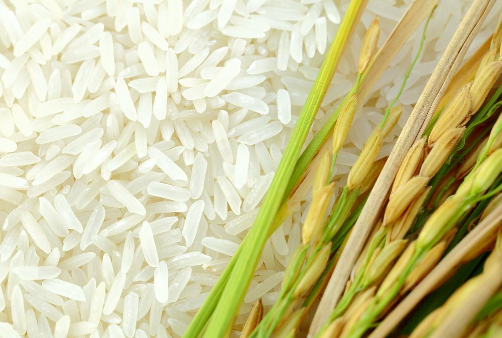 grains of rice next to rice plant stalks