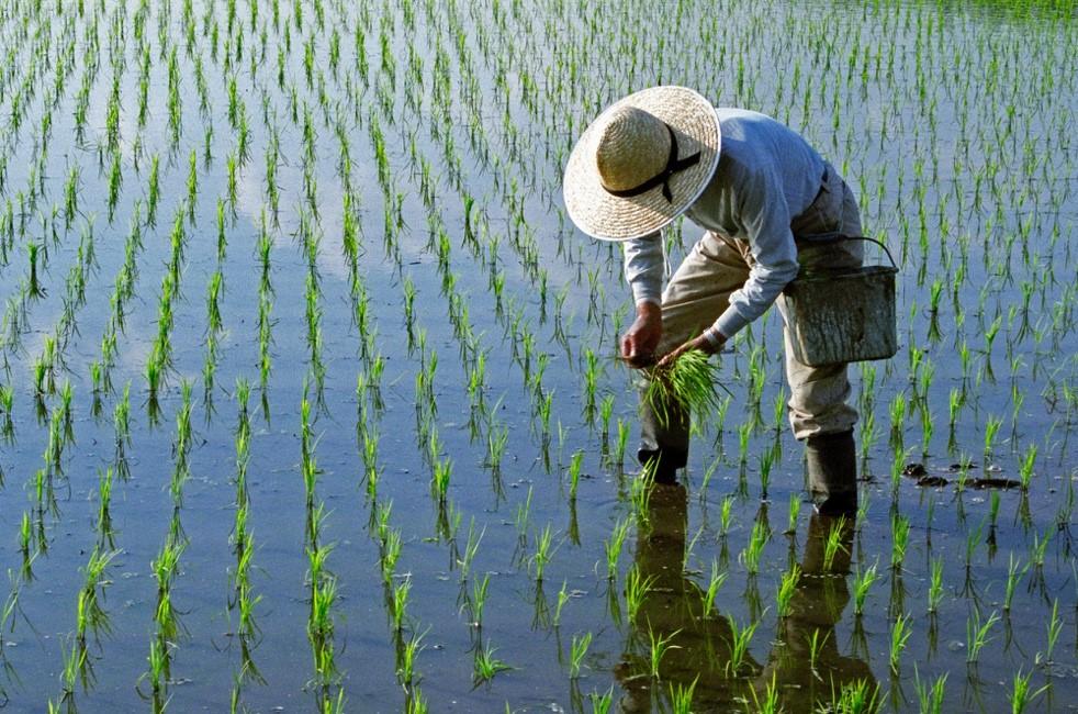 rice interstitial Thumbnail