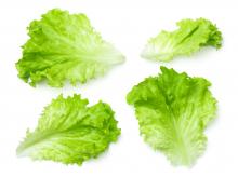 Leaves of lettuce
